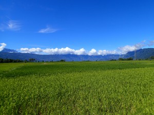 rice fields and mountains