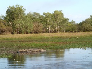 A medium sized female estuarine (salt water) crocodile at Yellow Water. That was close enough for this little black duck, thank you.