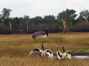 The Sea Eagle takes care not to get caught on the Jabiru's strong sharp beak.