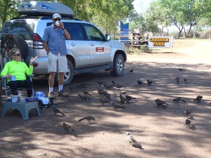 Surrounded by Apostle Birds demanding a bikky from the latest visitors to the roadhouse.