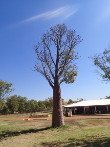 A bottle tree with a flock of galahs on a cattle station. How Australian is that?