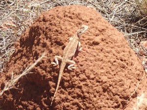 Central Netted Dragon