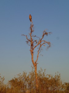 A falcon sits on top of a tree keeping an eye out for tasty prey