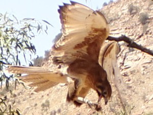 Watching the spectacular bird demonstration at the Desert Park in Alice Springs. This is a Black Kite having a snack in mid-air... snacks on the go, my kind of bird