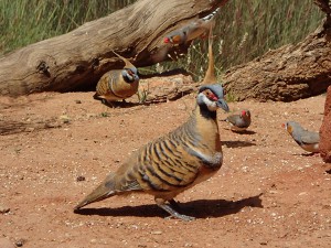 Spinifex Pigeions and Zebra Finch (Desert Park, Alice Springs)