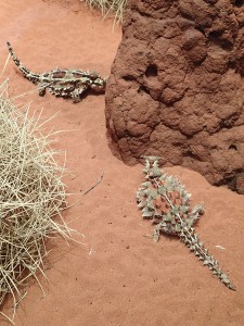 Despte looking pretty hard, I didn't find any of these awesome looking lizards in the wild. Thorny Devils, Desert Park, Alice Springs.