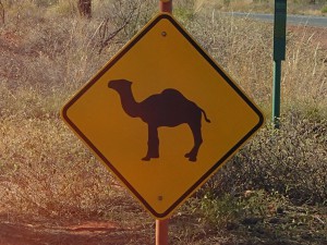 Camel's crossing... It's true, I saw some!