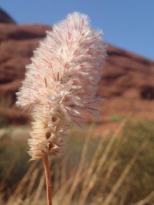 Feather grass