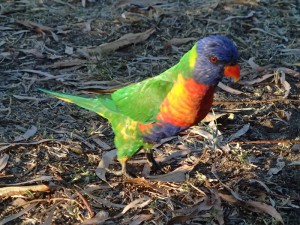 Rainbow Lorikeet. The teenagers of the bird world. These guys take forever to settle down at night. Bless.