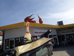 The "big" crab, Miriamvale, Qld