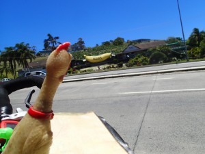 The Big Banana, Coffs Harbour, NSW. Jane was too stuffed from riding up the hills around Coffs to be bothered getting me into a good position for a photo. It's so hard to find good help these days!