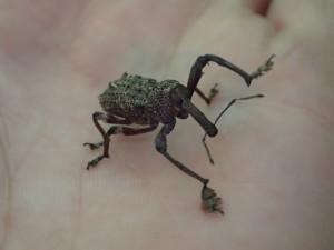 Awesome looking bug found at Point Plomer, I reckon it's a species of weevil, what say you?